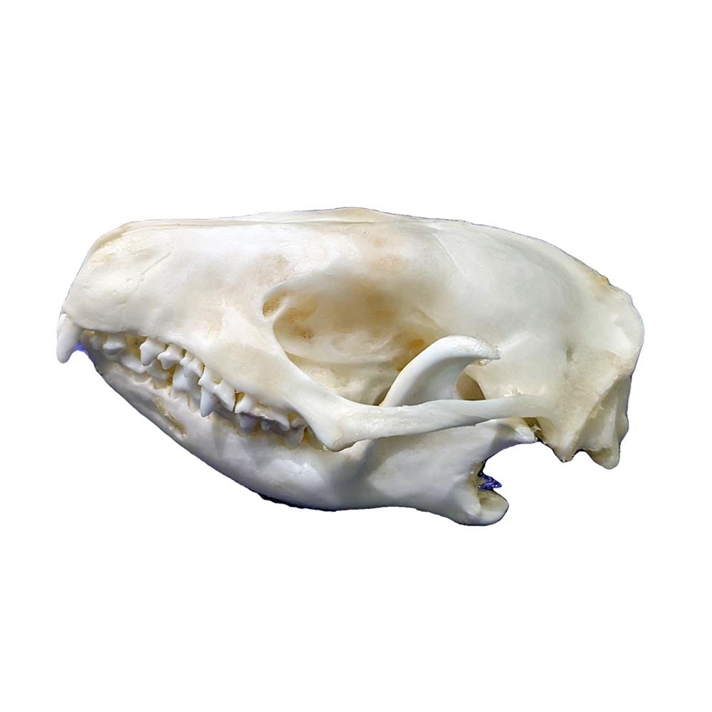 Hedgehog skull | Morbitorium