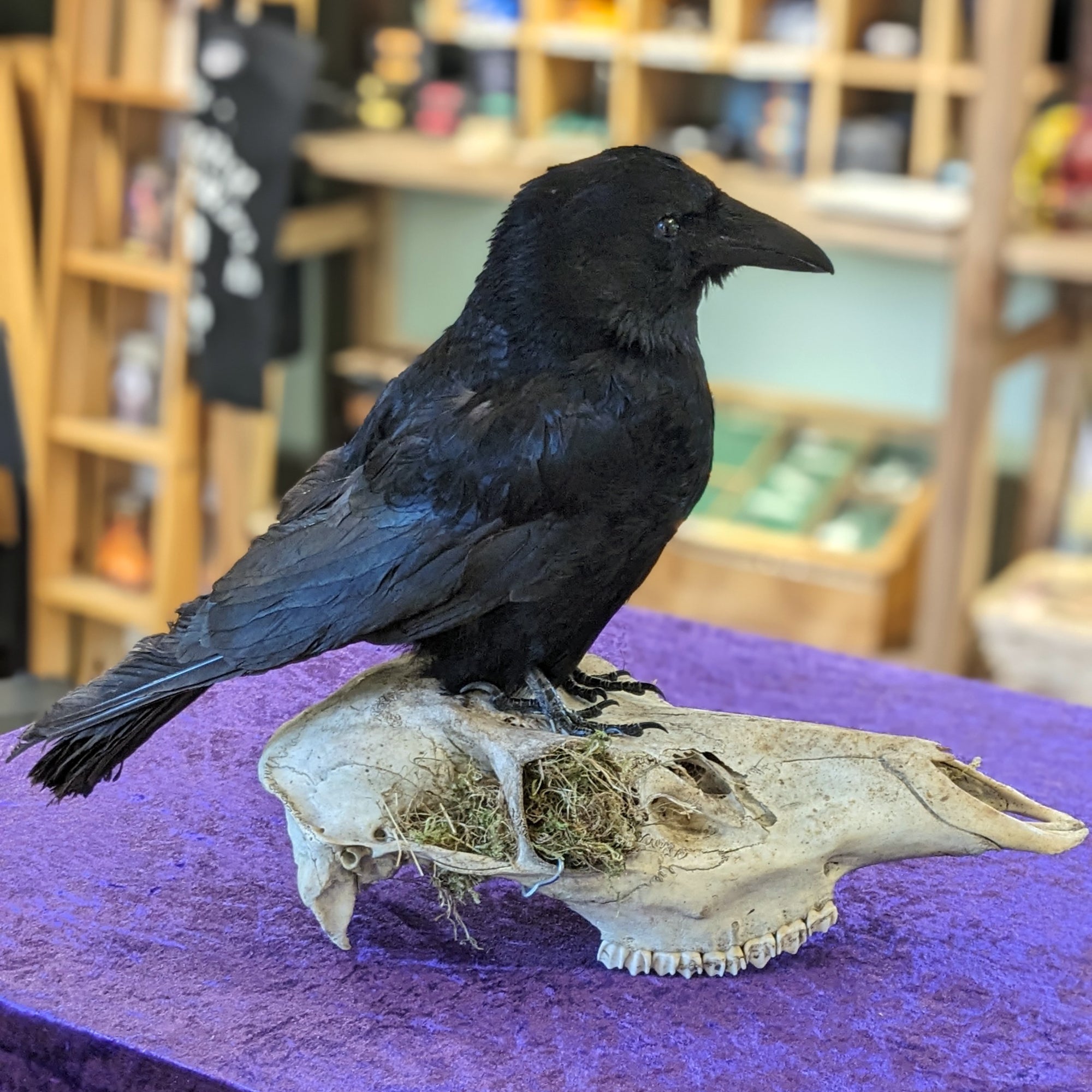 Crow mounted on skull Morbitorium